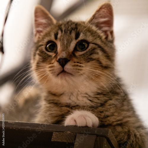 Socialized Feral Kittens