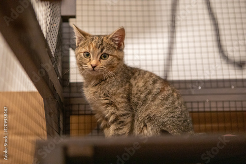 Socialized Feral Kittens