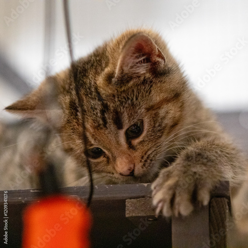 Socialized Feral Kittens