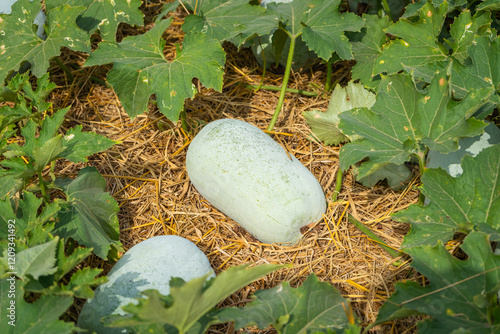 Photography The fruit of winter melon, white gourd, winter gourd, and ash gourd (Benincasa hispida) were placed on rice straw in the vegetable garden