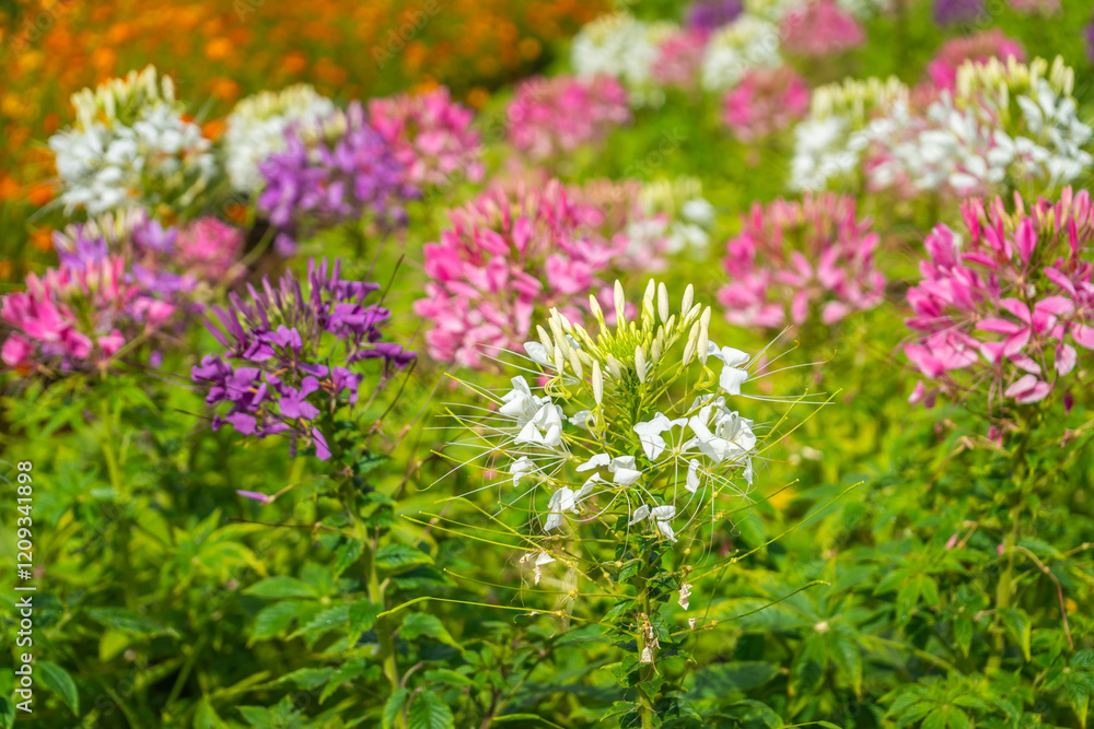 Colorful Cleome flowers (Spider Flowers) blooming in a flower garden. Colorful Cleome flowers (Spider Flowers) blooming in a flower garden.