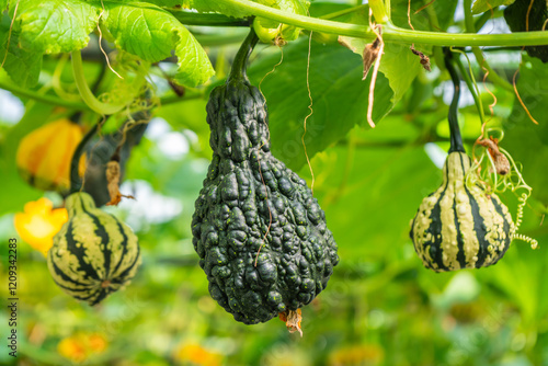 Fancy pumpkins are pumpkins with unique shapes and beautiful colors. They are grown for decoration and are also edible.