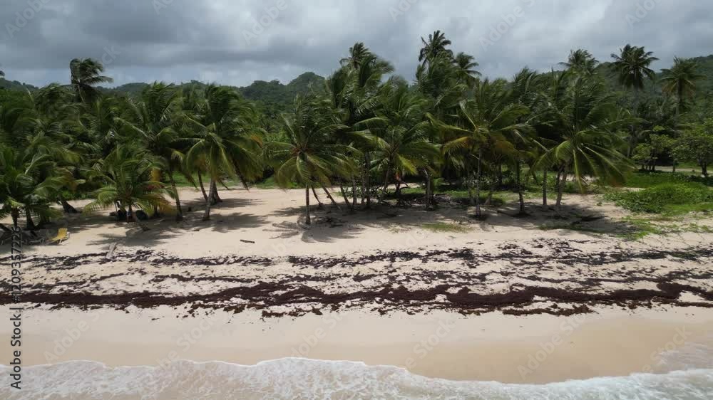 Flying towards coconut palms on the picturesque Playa Rincón beach near Las Galeras on the lush Samaná peninsula in the Dominican Republic Flying towards coconut palms on the picturesque Playa Rincón beach near Las Galeras on the lush Samaná peninsula in the Dominican Republic