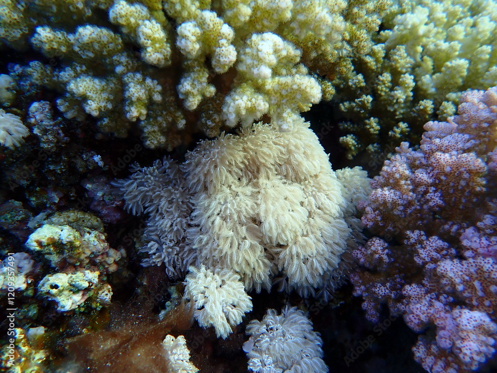 White pulse coral or pom pom xenia (Xenia umbellata) undersea, Red Sea, Egypt, Sharm El Sheikh, Montazah Bay White pulse coral or pom pom xenia (Xenia umbellata) undersea, Red Sea, Egypt, Sharm El Sheikh, Montazah Bay