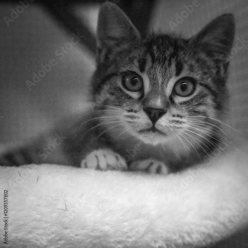 Feral kitten playing and being socialized.