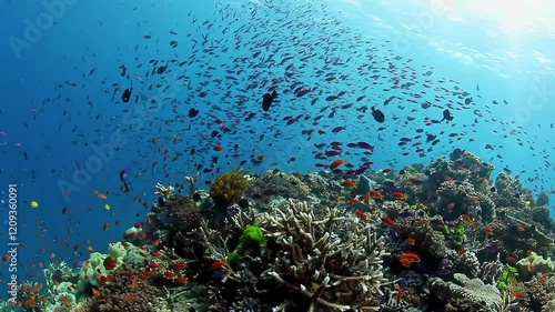 Vibrant Fish Swimming Above Colorful Coral Reef Colorful coral reef teeming with vibrant fish swimming above and around, captured in clear blue waters during daytime