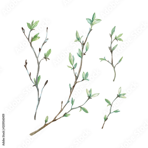 Tree branches with buds and leaves spring. Set of isolated on white background elements hand drawn with watercolor. Objects for design of labels and textiles