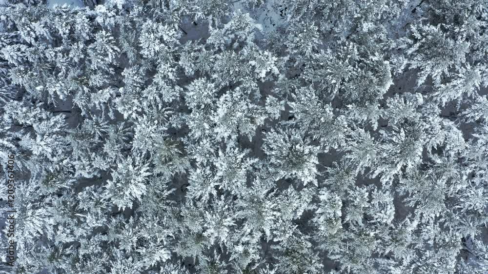 Snow-covered forest captured from above, showing peaceful winter scenery and stillness Snow-covered forest captured from above, showing peaceful winter scenery and stillness