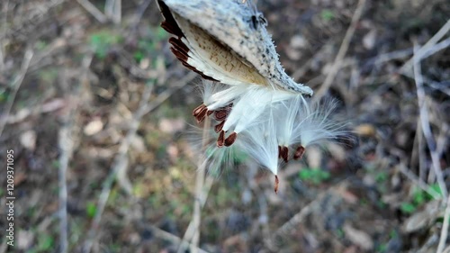 Syrian cottonweed, Aesculapian grass, Milky grass, Svalov grass. Asklepias sirjaka. Dry seeds of Asklepias sirjaka L in the winter wind. photo