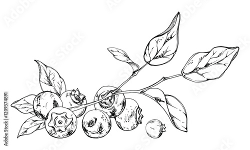 Blueberry blackberry cluster group with plant leaves on branch, ripe forest berry hand drawn in ink vector. Isolated botanical illustration, for restaurant, dessert cafe menu, wedding, farmers market