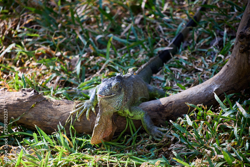Bild auf Leinwand A large iguana sits on a branch in the gras