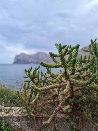 evocative image of prickly pear silhouette with the sea in the background
in southern Italy photo