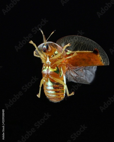 potrait The golden beetle or golden ladybug is a small insect that has a unique color and shape, 21 January 2025 Indonesia photo