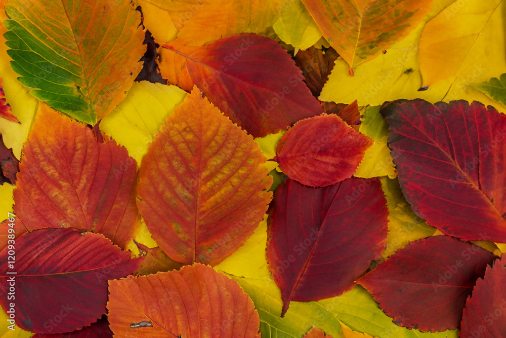 Autumn background - dried yellow, green, orange, purple and red leaves of maple, alder, sumac tree, cherry, arranged at random. View from above. Closeup Autumn background - dried yellow, green, orange, purple and red leaves of maple, alder, sumac tree, cherry, arranged at random. View from above. Closeup