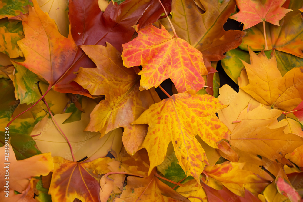 Autumn background - dried yellow, green, orange, purple and red leaves of maple, alder, sumac tree, cherry, arranged at random. View from above. Closeup Autumn background - dried yellow, green, orange, purple and red leaves of maple, alder, sumac tree, cherry, arranged at random. View from above. Closeup