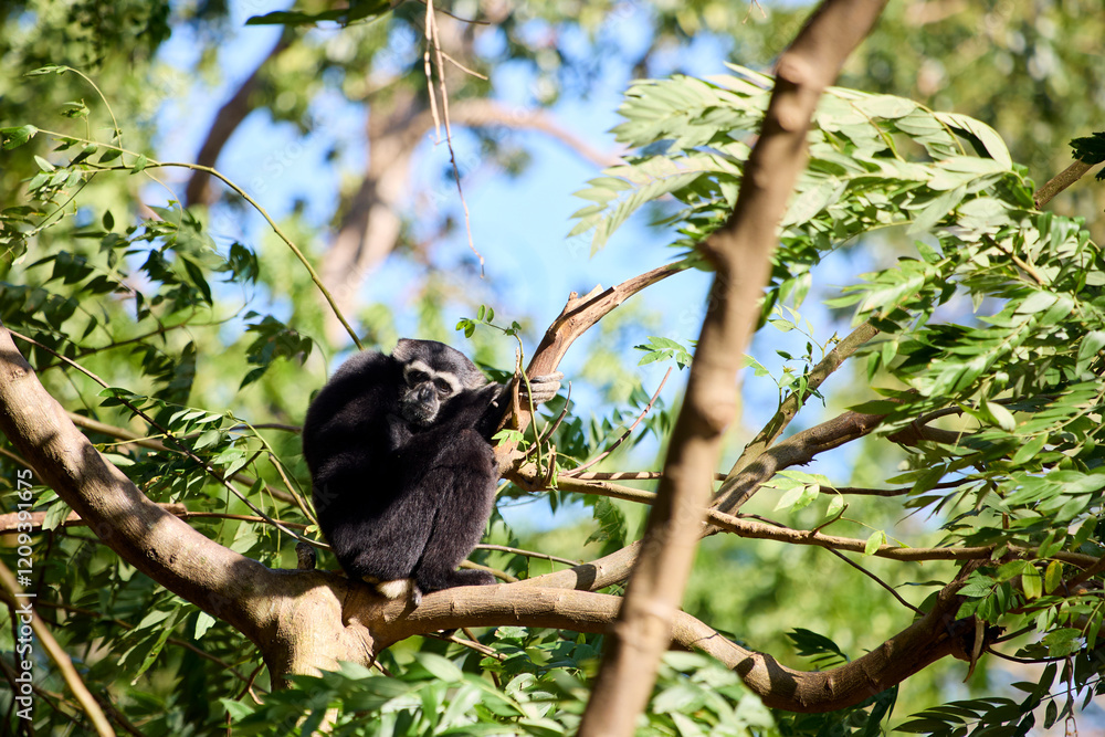 Fototapeta premium Black-capped gibbon sitting on a tree