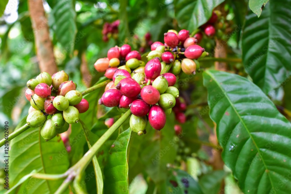 The coffee beans are about to ripen, Natural green and red colorful coffee unripe beans plants in plantation background scenery view, Coffee plant Branch with full of ripening coffee berries The coffee beans are about to ripen, Natural green and red colorful coffee unripe beans plants in plantation background scenery view, Coffee plant Branch with full of ripening coffee berries