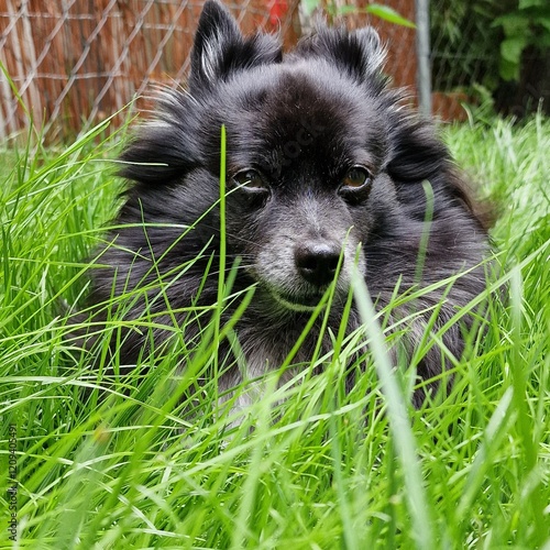 Cute, small black Pomeranian dog looking at the camera, laying on green grass in a garden 