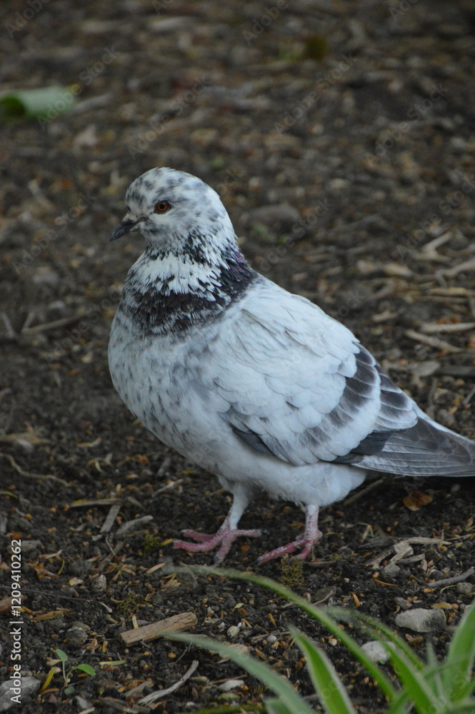 Obraz premium Pigeon on the ground