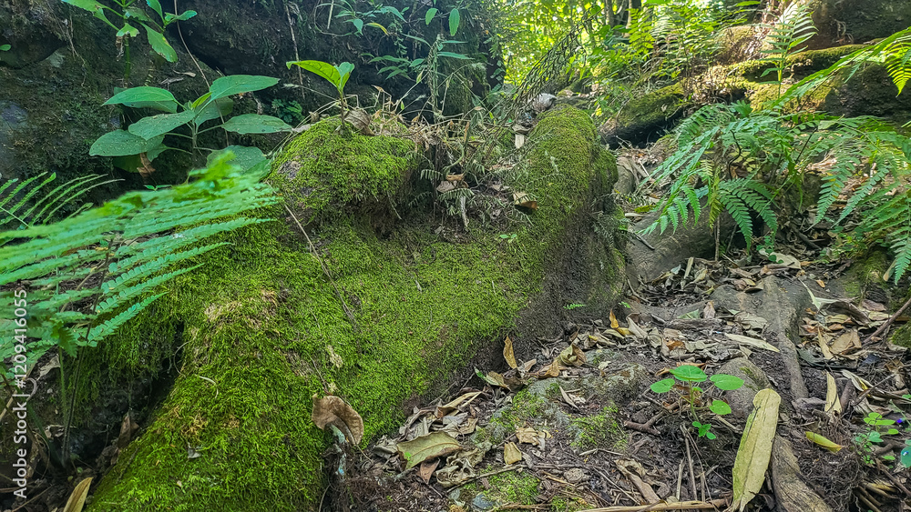 Lush Green Moss Covers Forest Floor with Ferns Quietly Thriving in the Shade Lush Green Moss Covers Forest Floor with Ferns Quietly Thriving in the Shade