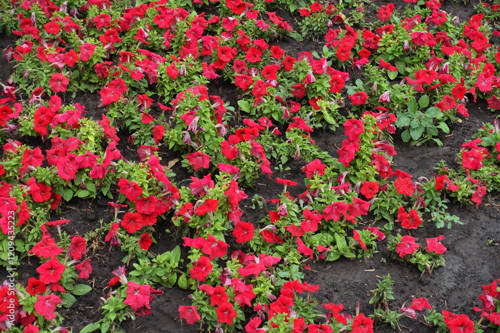 Plenteous scarlet red flowers of petunias in July Plenteous scarlet red flowers of petunias in July