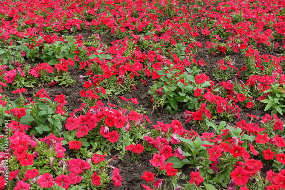 Fototapeta premium Plentiful scarlet red flowers of petunias in August