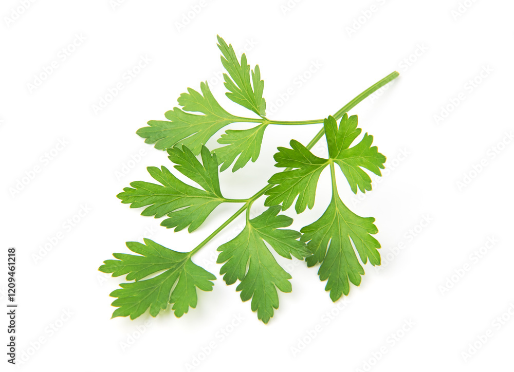 Fototapeta premium Fresh parsley leaves on white background