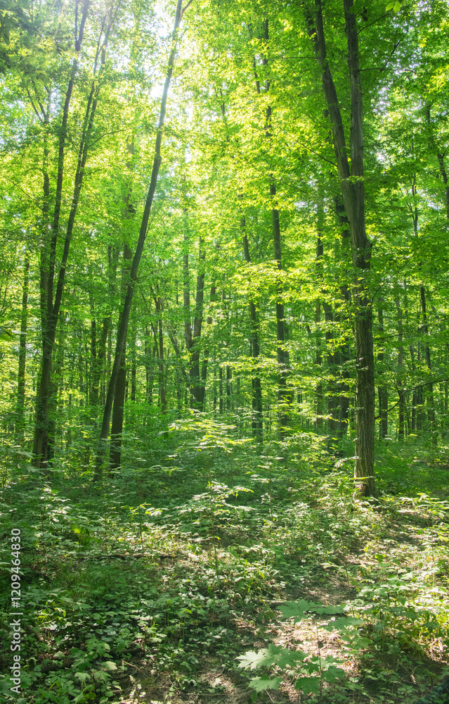Sunlight in the green forest, spring time Sunlight in the green forest, spring time
