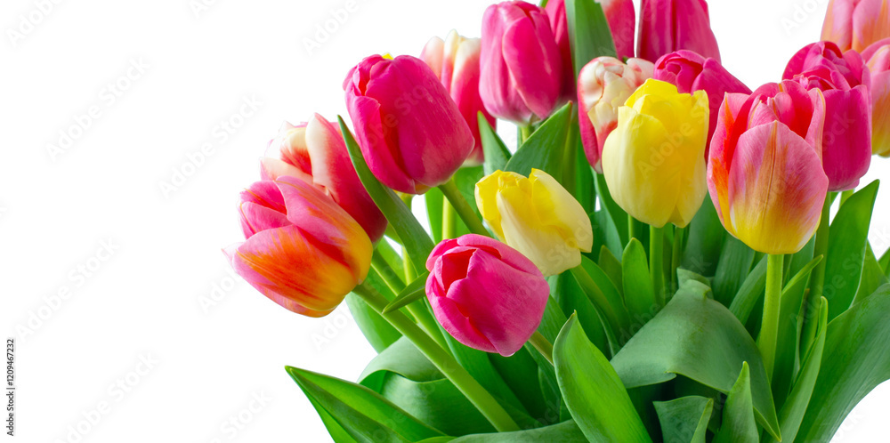 Fototapeta premium Mix of tulips flowers on white background