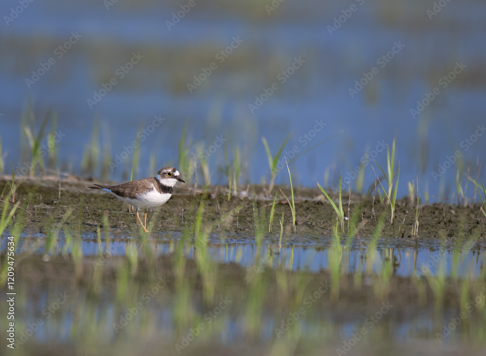 The beautiful Little ringed plover standing on a muddy wetland with sparse grass and a reflecting water surface in the background. The beautiful Little ringed plover standing on a muddy wetland with sparse grass and a reflecting water surface in the background.