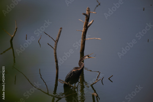 The beautiful Oriental darter, also known as a snakebird standing in shallow water with its long neck outstretched and its mouth open. The background  is blurry green and brown landscape. photo