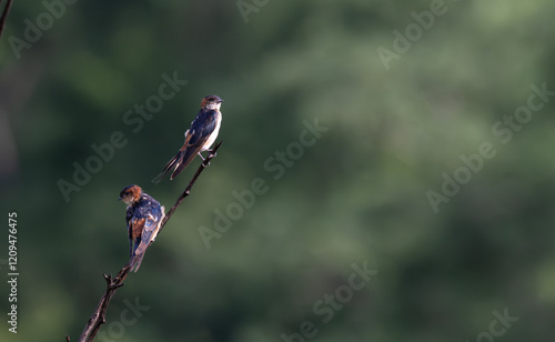 The two vibrant Red rumped swallow perched on a thin branch against a soft, blurred green background. They have a dark blue - green back, a chestnut colored breast and belly and a white rump. photo