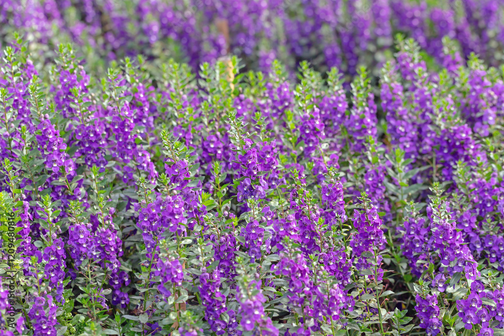 beautiful snapdragon flowers for backgrounds beautiful snapdragon flowers for backgrounds