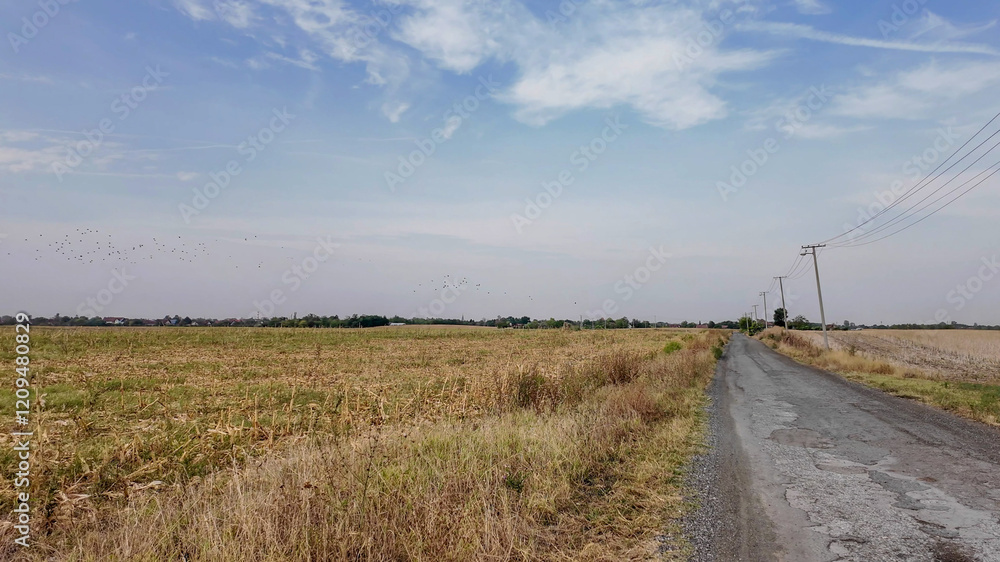 A rural dirt road runs alongside a harvested cornfield under a bright sky, perfect for illustrating concepts of agriculture and tranquility A rural dirt road runs alongside a harvested cornfield under a bright sky, perfect for illustrating concepts of agriculture and tranquility