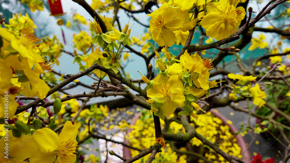 Vibrant yellow apricot blossoms on a branch symbolize renewal for Vietnamese Tet, celebrating Lunar New Year and spring's arrival Vibrant yellow apricot blossoms on a branch symbolize renewal for Vietnamese Tet, celebrating Lunar New Year and spring's arrival
