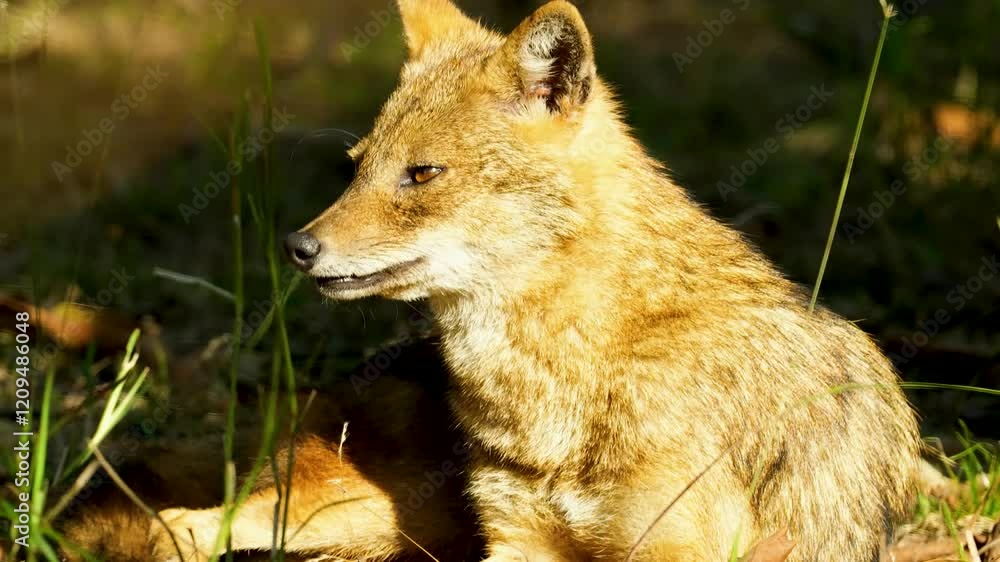 The Indian jackal (Canis aureus indicus), or golden jackal, is an adaptable canid with a golden-brown coat, thriving in diverse habitats as a scavenger and predator. The Indian jackal (Canis aureus indicus), or golden jackal, is an adaptable canid with a golden-brown coat, thriving in diverse habitats as a scavenger and predator.