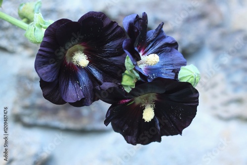 Flower of Alcea rosea Nigra, known as Black hollyhock used as medicinal herb. Detail of flower heads in country garden, yellowpollen sprinkling on petals, stone wall background. photo