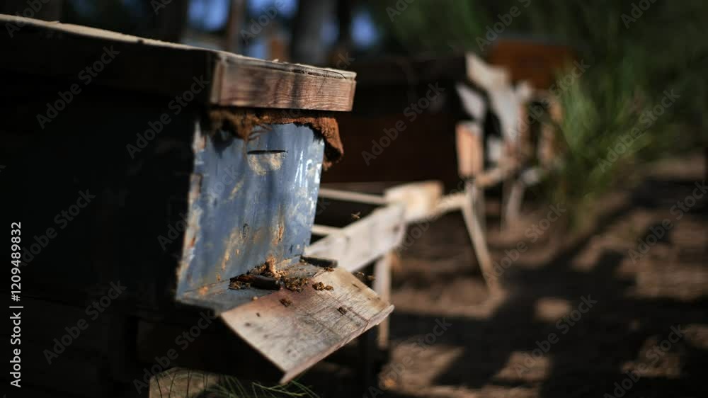 Close-Up of Bees Arriving at Beehive Box Close-Up of Bees Arriving at Beehive Box