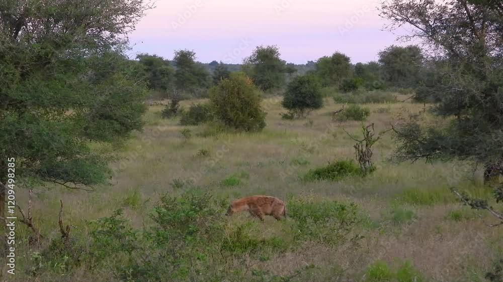 Spotted Hyaena walking around the grass alone at the kruger national park Spotted Hyaena walking around the grass alone at the kruger national park