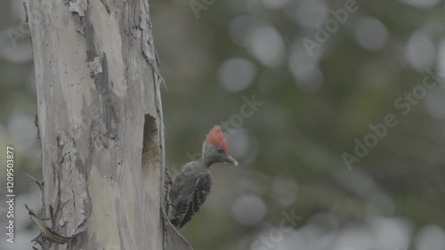 a male red-crested Common flameback or dinopium javanense bird carries food in front of a nest hole in a dry tree photo