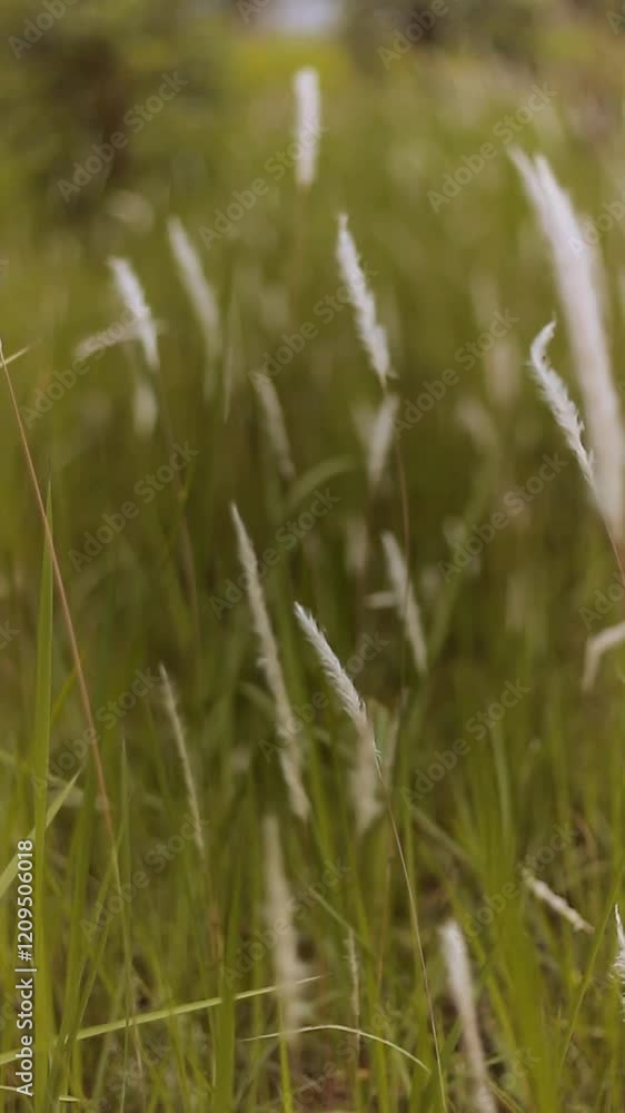 Close-up view of field grass with light green hues and some white flowers and plants Close-up view of field grass with light green hues and some white flowers and plants