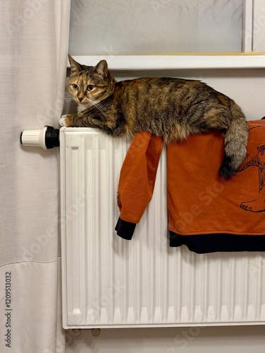 Cute female calico cat lying and warming up on the heating radiator