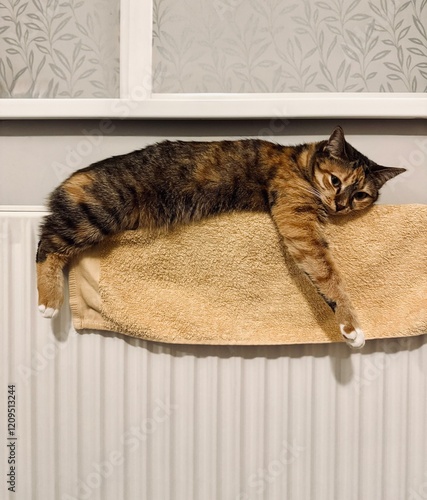 Cute female calico cat lying and warming up on the towel on a heating radiator.