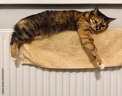 Cute female calico cat lying and warming up on the towel on a heating radiator