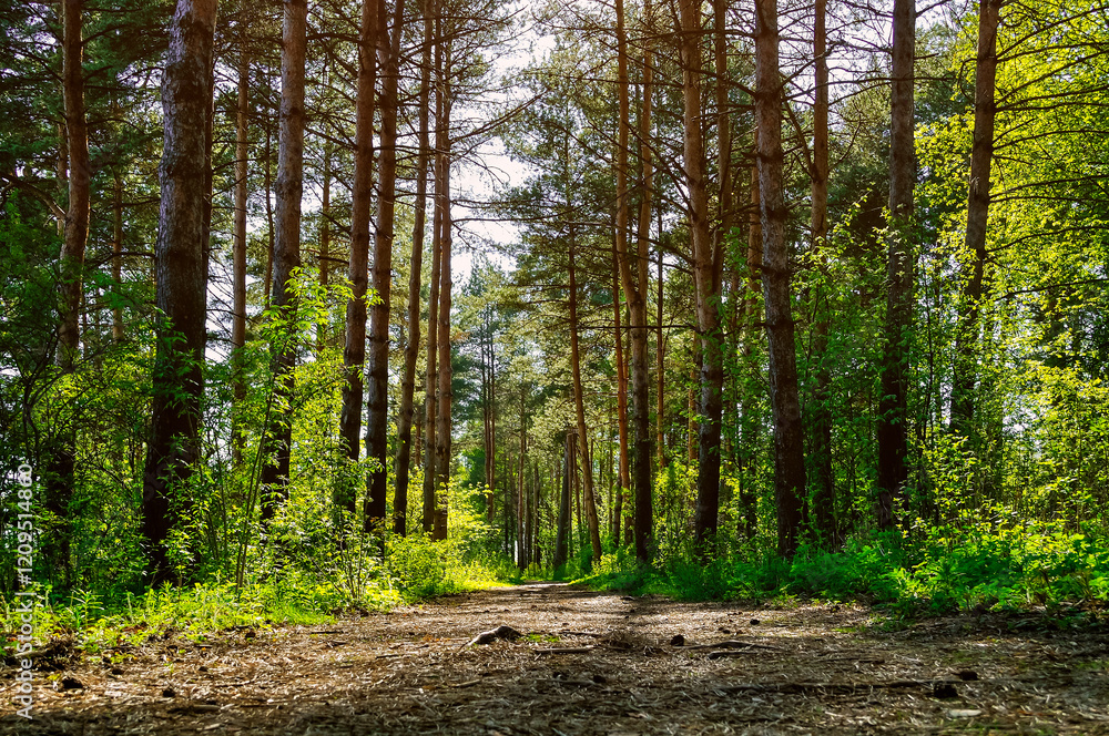 Forest spring landscape - row of pine trees and narrow path lit by soft sunlight. Spring picturesque forest landscape view Forest spring landscape - row of pine trees and narrow path lit by soft sunlight. Spring picturesque forest landscape view