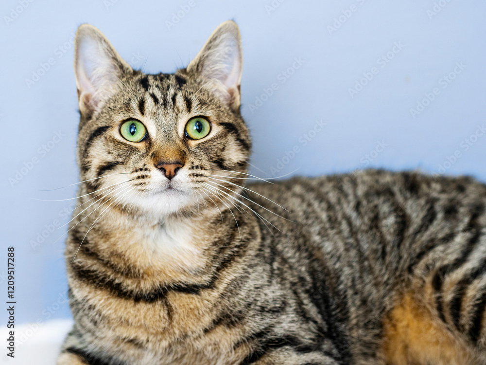 Cute brown fur color tabby cat. Relaxed home pet portrait. Blue background and Irish green eye color. Cute brown fur color tabby cat. Relaxed home pet portrait. Blue background and Irish green eye color.