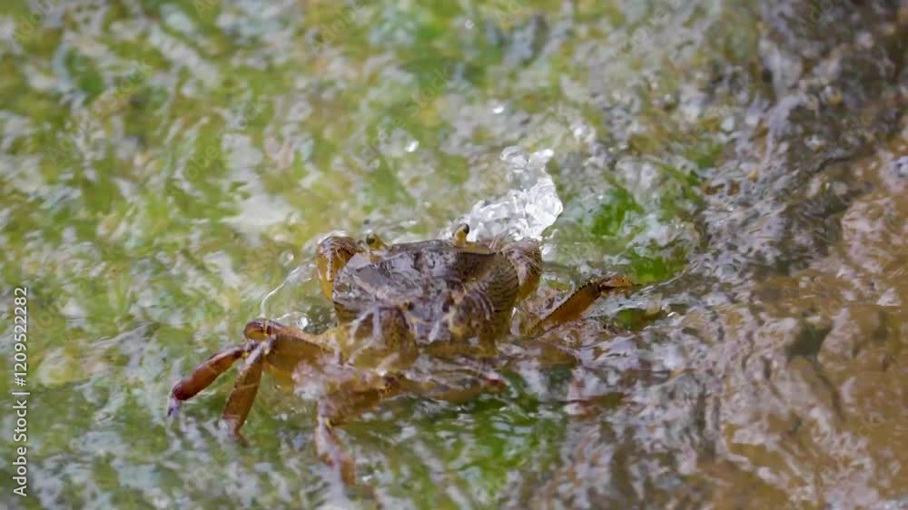 A freshwater crab stays hidden in the flow of water, blending with pebbles and current. Still and silent, it patiently waits for a fish to pass. A freshwater crab stays hidden in the flow of water, blending with pebbles and current. Still and silent, it patiently waits for a fish to pass.
