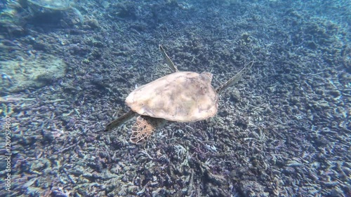 Sea Turtles swimming at Dimaniyat Island, Muscat, Oman
 photo