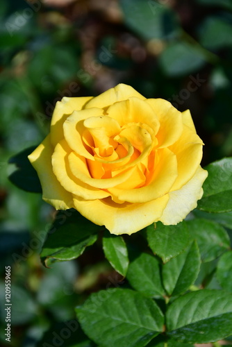 English roses in natural light with outdoor rose garden background