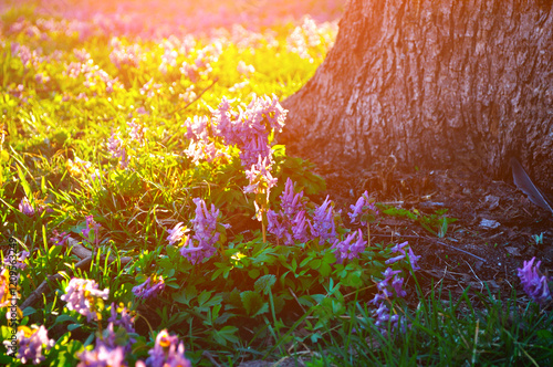 Spring forest landscape - blooming mauve little flowers of Corydalis halleri under the tree in the spring forest. Shallow depth of field photo